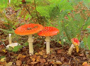 Agarics: Fly agaric - several individuals growing in birch forest