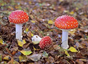 Agarics: Fly agaric - several individuals growing in birch forest