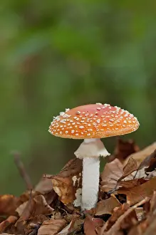 Muscaria: Fly Agaric Mushroom amongst autumn leaves