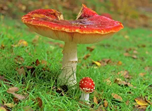 Providing: Fly agaric - old and very big individual providing