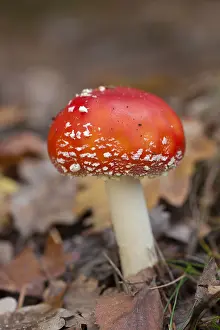 Amanita: Fly Agaric - toadstool in a forest - Saxony, Germany