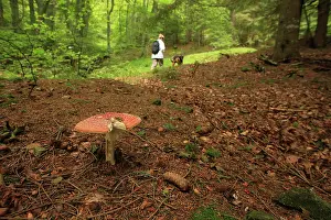 Amanita: Fly Agaric in undergrowth and walker - France