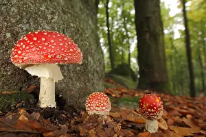 Amanita: Three fly agarics (Amanita muscaria) (Agaricales)