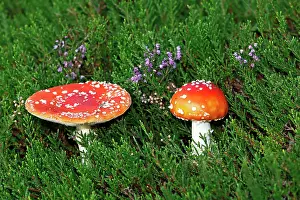 Amanita: Fly agarics (Amanita muscaria) in Common Heather
