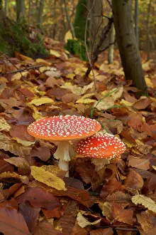 Amanita: Two fly agarics (Amanita muscaria) in a forest