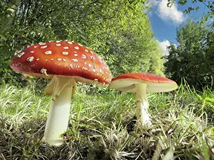 Amanita: Fly agarics (Amanita muscaria) growing at the edge