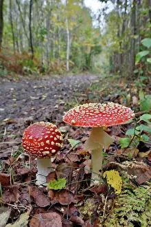 Agarics: Fly Agarics - Blean Woods - Autumn