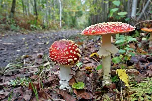 Agarics: Fly Agarics - Blean Woods - Autumn