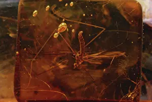Dipteran: Fly in Amber