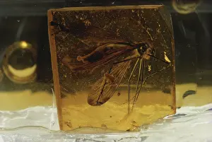 Dipteran: Fly in Amber