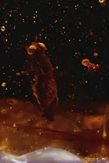 Dipteran: Fly in Amber