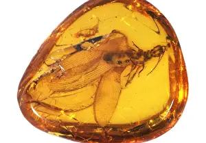 Amber: Fly in Amber, East Prussia
