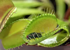 Venus: Fly (Brachycera) in Venustrap (Dionaea muscipula)