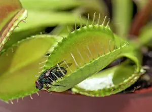 Venus: Fly (Brachycera) in Venustrap (Dionaea muscipula)