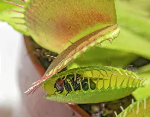 Venus: Fly (Brachycera) in Venustrap (Dionaea muscipula)