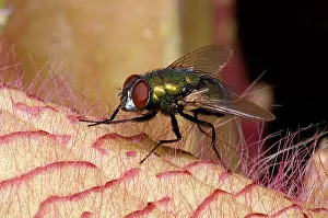 Gigantea: Fly on Carrion Flower