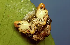 Waits: Fly-catching spider - It does not make a web: it
