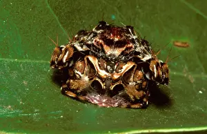 Waits: Fly-catching spider. It does not make a web: it