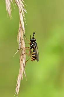 Vrangeskov: Fly (Conops quadrifasciatus). Vrangeskov, Denmark