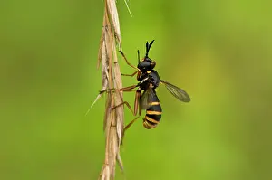 Vrangeskov: Fly (Conops quadrifasciatus). Vrangeskov, Denmark
