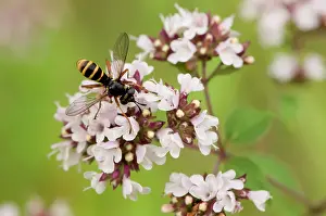 Macrophotography: Fly (Conops quadrifasciatus). Vrangeskov, Denmark