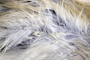 250417: Fly Eggs on body of dead bird, Norfolk UK