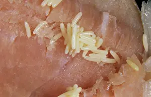 Muscidae: Fly eggs on ham