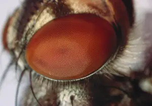 Compound: Fly eye