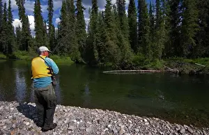 Times: Fly fishing, angler, fighting Arctic Grayling (Thymallus