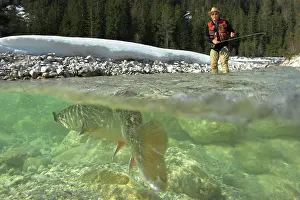 Hobbies: Fly fishing, catching a char, Leutasch, Tyrol, Austria
