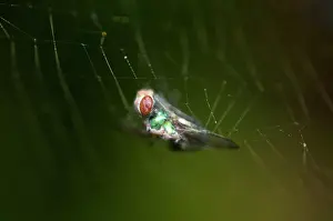 Webs: Fly Fly prey wrapped in silk on web Klungkung Bali Ind