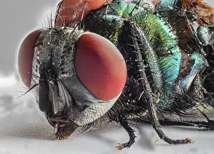 Wurttemberg: Fly head, close-up, Baden-Baden, Baden-Wurttemberg