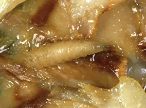 Unhygienic: Fly larva feeding on meat