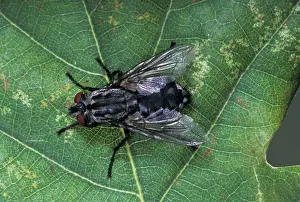 Sarcophaga: Fly - on a leaf