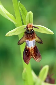 Insectifera: FLY ORCHID