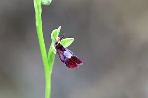 Insectifera: Fly Orchid