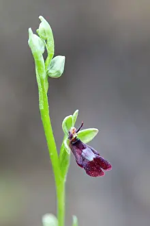 Insectifera: Fly Orchid