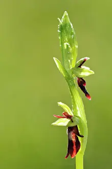 Insectifera: Fly Orchid