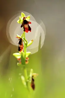 Insectifera: Fly Orchid