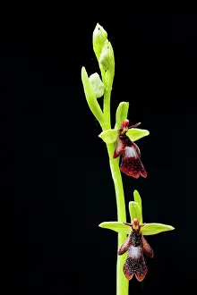 Insectifera: Fly Orchid