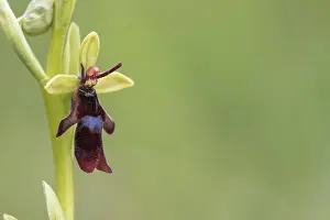 Insectifera: Fly Orchid - Cumbria - UK