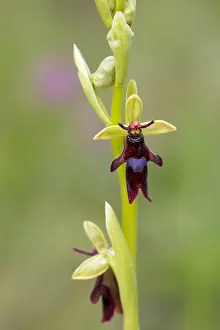 Cumbria: Fly Orchid - Cumbria - UK