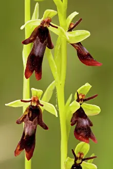 Insectifera: Fly Orchid - in flower. Insect-mimic