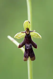 Blume: Fly Orchid - flowering - Germany