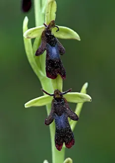 Insectifera: Fly orchid flowers. Insect mimic