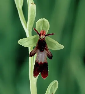 Floret: Fly orchid (Ophrys insectifera)