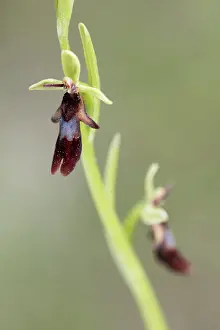 Full Length: Fly orchid (Ophrys insectifera), flower detail, Piedmont, Italy