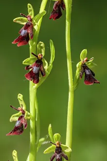 Insectifera: Fly Orchid, Ophrys insectifera, in flower on chalky