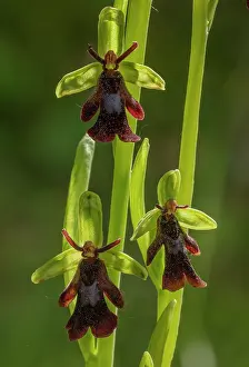 Insectifera: Fly Orchid, Ophrys insectifera, in flower on chalky