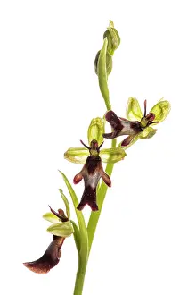 Insectifera: Fly Orchid on white background
